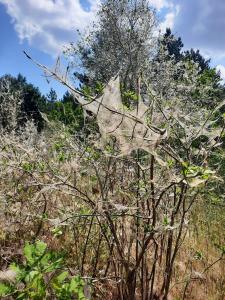 Jacquelien 01 Nooit zoveel